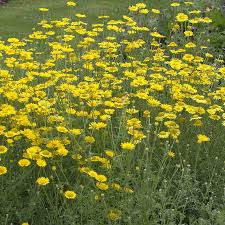 Image result for Färberkamille