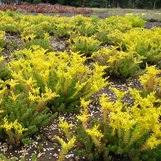 Attēlu rezultāti vaicājumam “Sedum sexangulare”