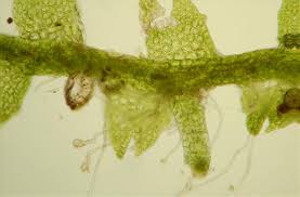 Attēlu rezultāti vaicājumam “Cladopodiella francisci macro”