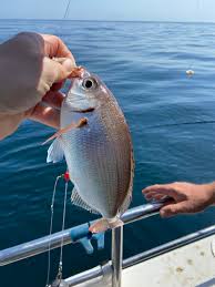 Image result for Pagellus bogaraveo