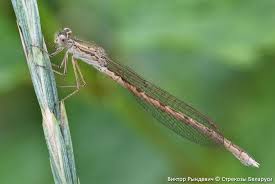 Attēlu rezultāti vaicājumam “Sympecma paedisca”