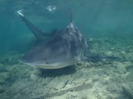 Image result for Carcharhinus leucas