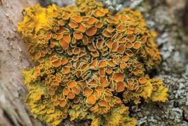 Attēlu rezultāti vaicājumam “Xanthoria parietina”