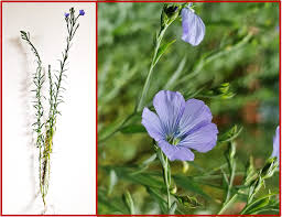 Attēlu rezultāti vaicājumam “Linum catharticum fruit”
