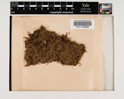 Attēlu rezultāti vaicājumam “Geocalyx graveolens”