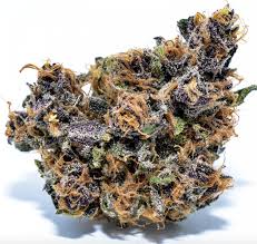 Attēlu rezultāti vaicājumam “Cannabis sativa fruit”