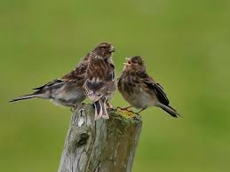 Image result for twite photo