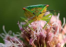 Attēlu rezultāti vaicājumam “Acanthosoma haemorrhoidale”