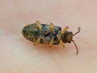 Attēlu rezultāti vaicājumam “Orsodacne cerasi”