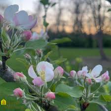 Attēlu rezultāti vaicājumam “Malus domestica”