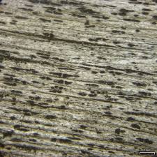 Attēlu rezultāti vaicājumam “Xylographa paralella”