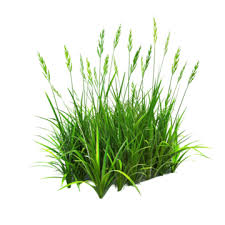 Attēlu rezultāti vaicājumam “Carex rostrata”