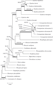 Attēlu rezultāti vaicājumam “Petractis sp.”