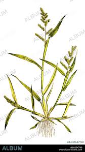 Attēlu rezultāti vaicājumam “Echinochloa crus-galli”