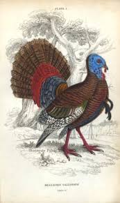 Attēlu rezultāti vaicājumam “Meleagris male”