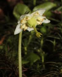 Attēlu rezultāti vaicājumam “Pyrolaceae”