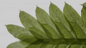 Attēlu rezultāti vaicājumam “Fissidens bryoides”