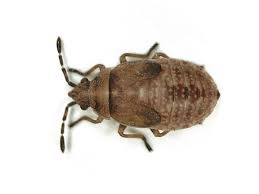 Attēlu rezultāti vaicājumam “Kleidocerys resedae”