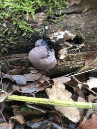 Attēlu rezultāti vaicājumam “Daldinia concentrica”