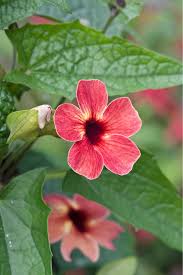 Image result for schwarzäugige Susanne