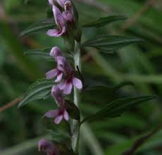Attēlu rezultāti vaicājumam “Odontites vulgaris flower”