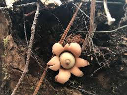 Attēlu rezultāti vaicājumam “Geastrum minimum”