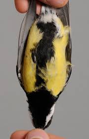 Attēlu rezultāti vaicājumam “Parus major male”