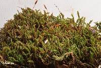 Attēlu rezultāti vaicājumam “Didymodon tophaceus”