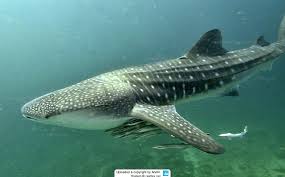 Image result for Rhincodon typus