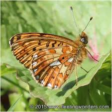 Attēlu rezultāti vaicājumam “Clossiana euphrosyne”
