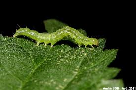 Attēlu rezultāti vaicājumam “Hypena proboscidalis”