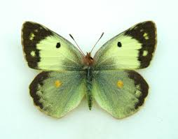 Attēlu rezultāti vaicājumam “Colias croceus”