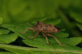 Attēlu rezultāti vaicājumam “Troilus luridus”