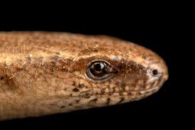 Attēlu rezultāti vaicājumam “Anguis fragilis”