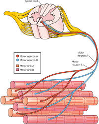 Attēlu rezultāti vaicājumam “Tetanops myopina”