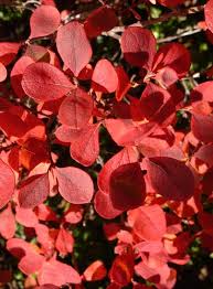 Attēlu rezultāti vaicājumam “Vaccinium uliginosum leaf”