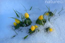 Attēlu rezultāti vaicājumam “Eranthis hyemalis flower”
