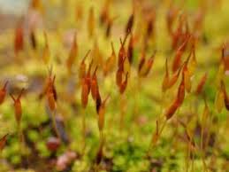 Attēlu rezultāti vaicājumam “Tortula truncata”