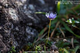Attēlu rezultāti vaicājumam “Jasione montana flower”