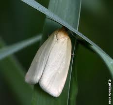 Attēlu rezultāti vaicājumam “Aphelia paleana”