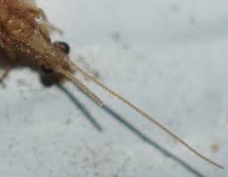 Attēlu rezultāti vaicājumam “Hemerobiidae”