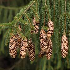 Attēlu rezultāti vaicājumam “Picea abies”