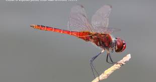 Attēlu rezultāti vaicājumam “Lophozia laxa macro”