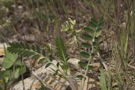 Attēlu rezultāti vaicājumam “Astragalus glycyphyllos”