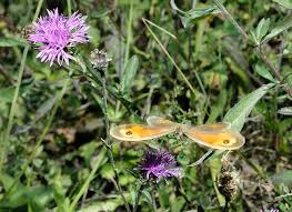 Attēlu rezultāti vaicājumam “Maniola jurtina male”