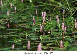 Attēlu rezultāti vaicājumam “Polygonum amphibium”