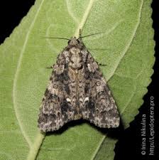 Attēlu rezultāti vaicājumam “Acronicta rumicis”