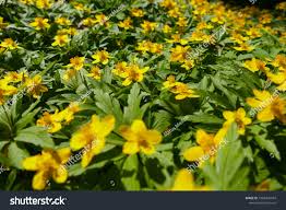 Attēlu rezultāti vaicājumam “Waldsteinia geoides flower”