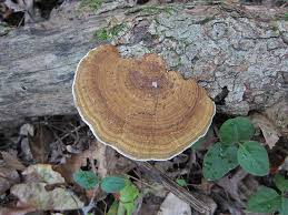 Attēlu rezultāti vaicājumam “Daedaleopsis confragosa”