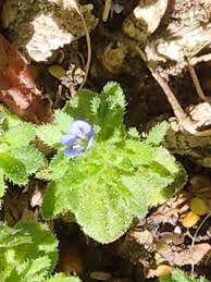 Attēlu rezultāti vaicājumam “Veronica arvensis leaf”